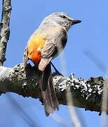 Minivet oranor