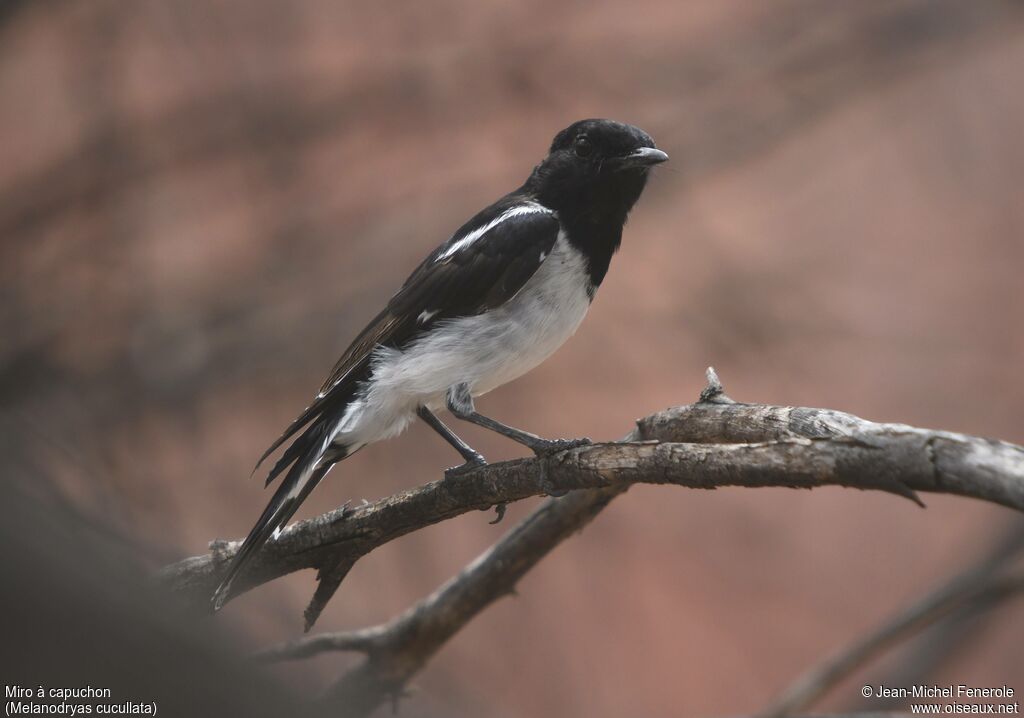 Hooded Robin