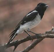 Hooded Robin