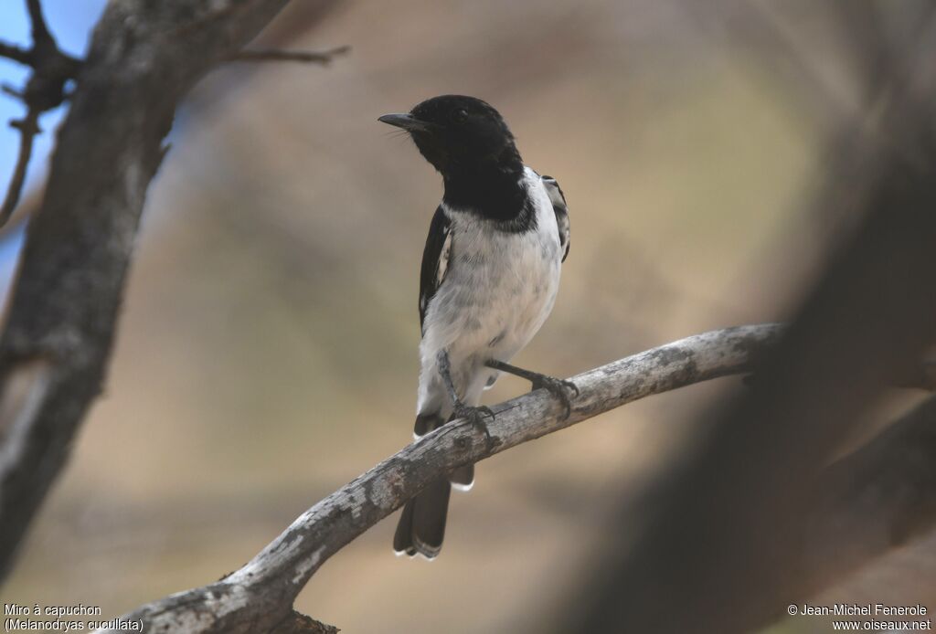 Hooded Robin