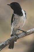 Hooded Robin