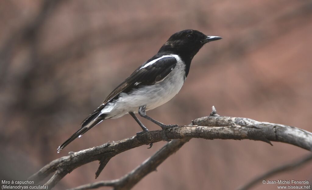 Hooded Robin