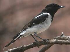 Hooded Robin