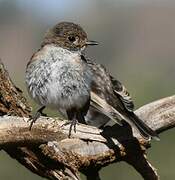 Red-capped Robin