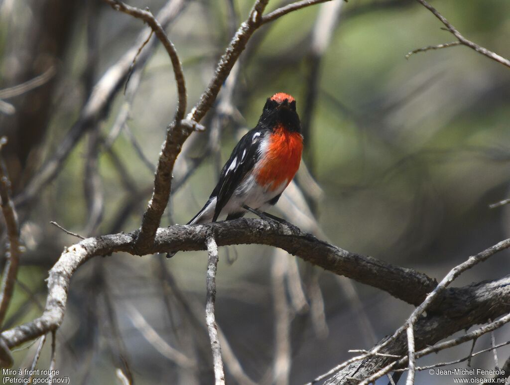 Red-capped Robin male