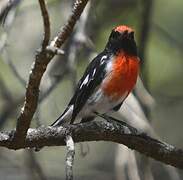 Red-capped Robin