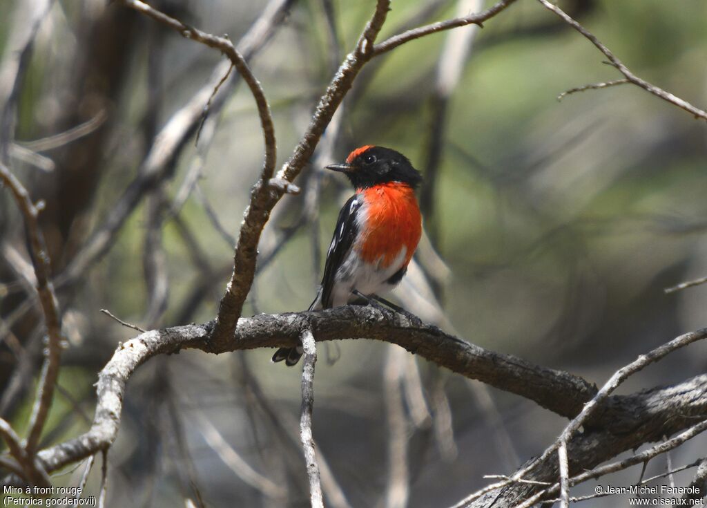 Red-capped Robin male