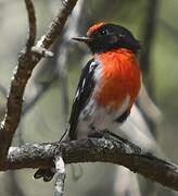 Red-capped Robin