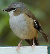 Grey-headed Robin