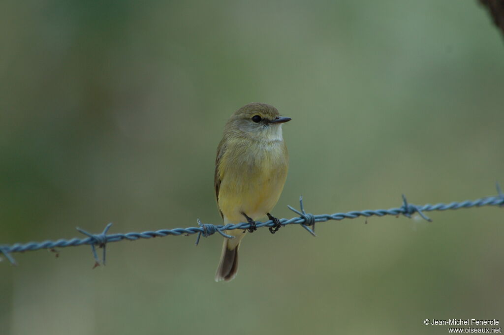 Lemon-bellied Flyrobinadult