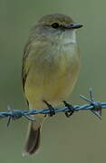 Lemon-bellied Flyrobin