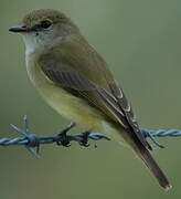 Lemon-bellied Flyrobin