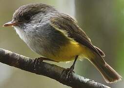 Yellow-bellied Flyrobin