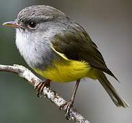 Yellow-bellied Flyrobin