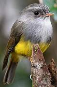Yellow-bellied Flyrobin