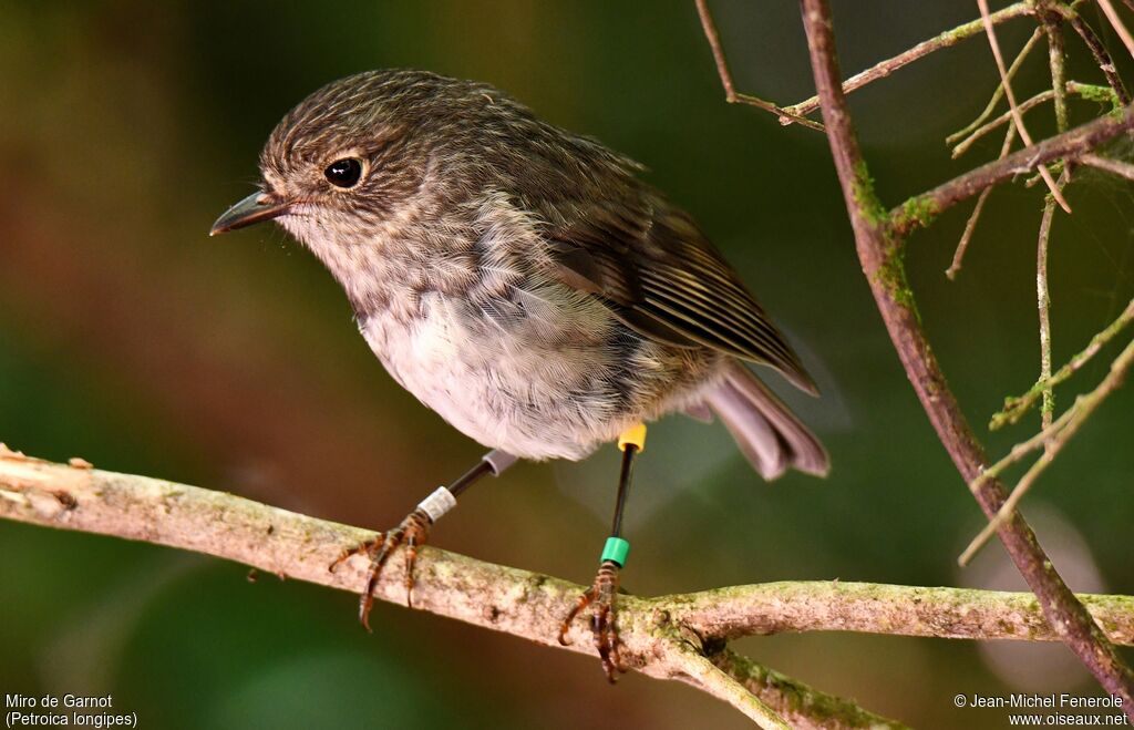 North Island Robin