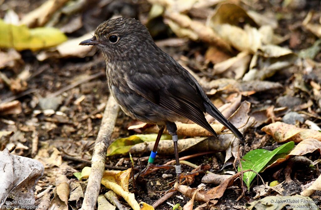 North Island Robin