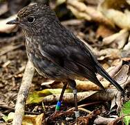 North Island Robin