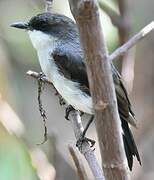 Mangrove Robin