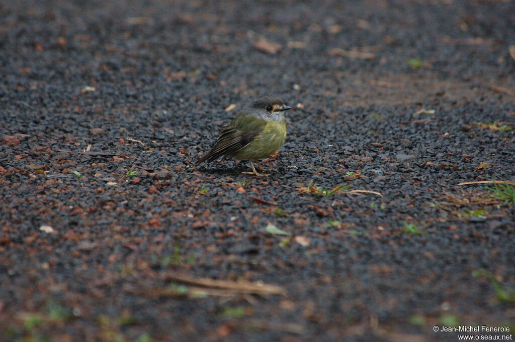 Pale-yellow Robin