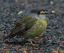 Pale-yellow Robin