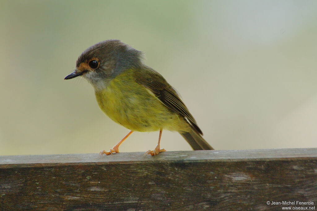 Pale-yellow Robin