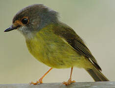 Pale-yellow Robin