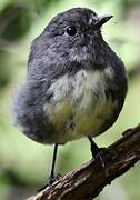 South Island Robin