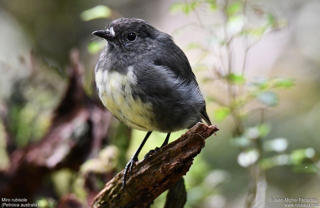 South Island Robin