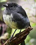 South Island Robin