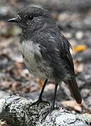 South Island Robin