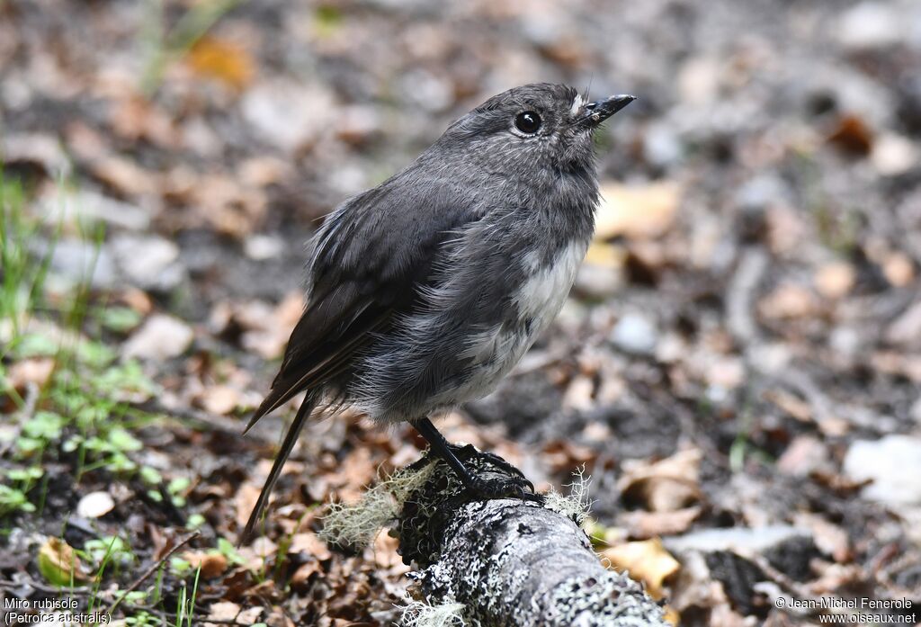 South Island Robin