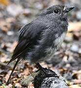 South Island Robin