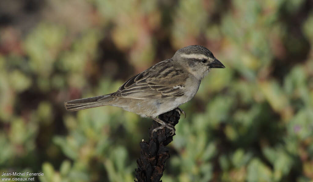 Iago Sparrow female adult, identification