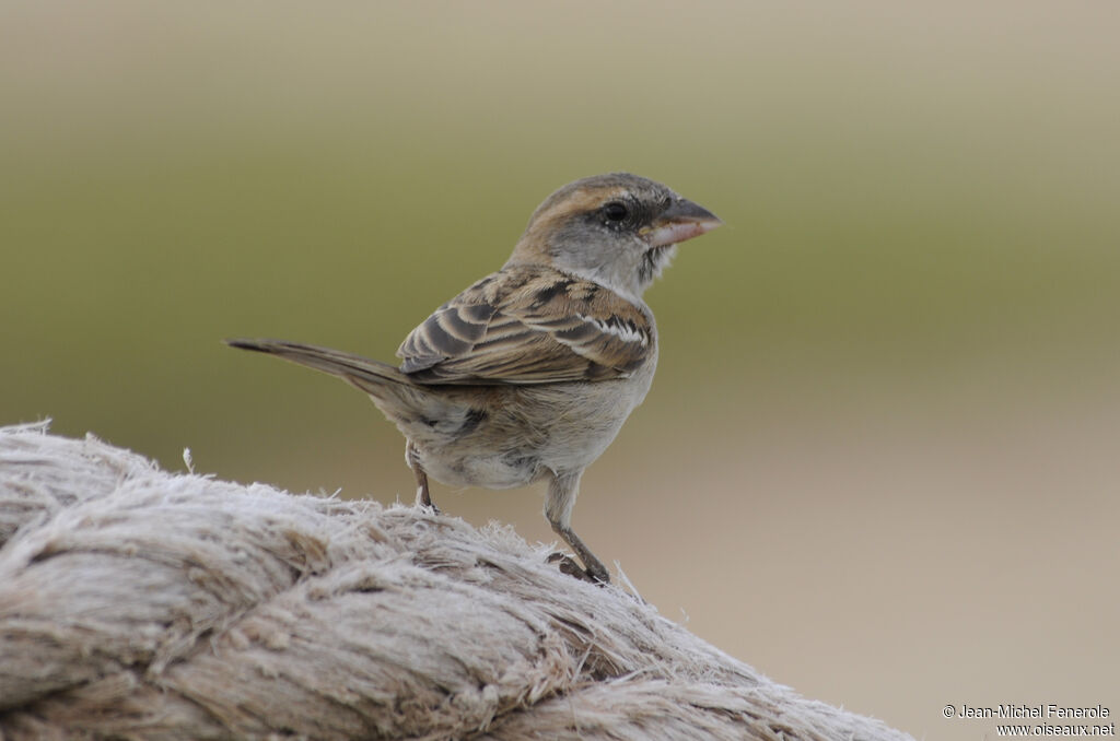 Moineau à dos roux