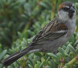 Moineau à dos roux