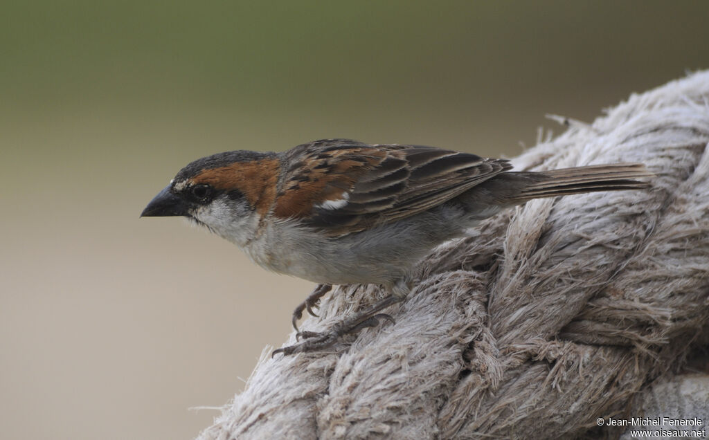 Moineau à dos roux mâle adulte