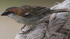 Moineau à dos roux