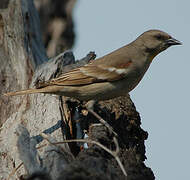 Yellow-throated Sparrow