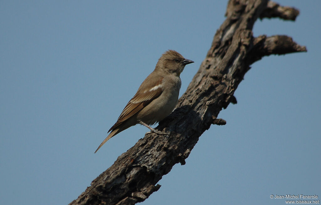 Moineau à gorge jaune