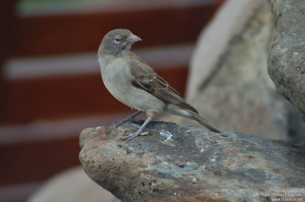 Moineau à point jaune