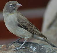 Yellow-spotted Bush Sparrow