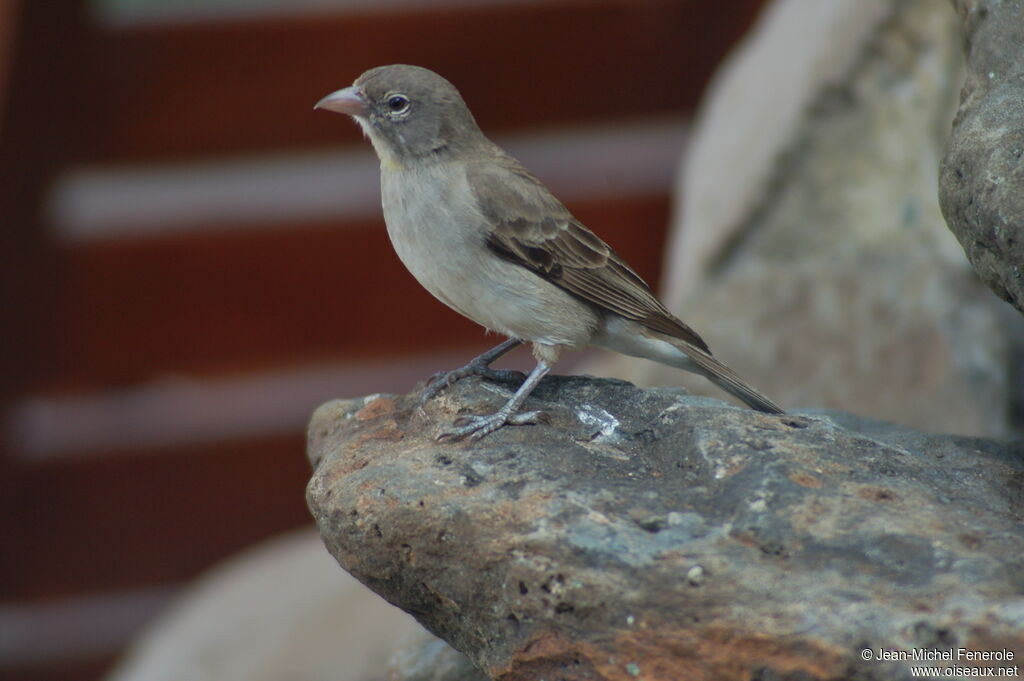 Moineau à point jaune