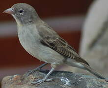 Yellow-spotted Bush Sparrow