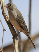 Yellow-spotted Bush Sparrow