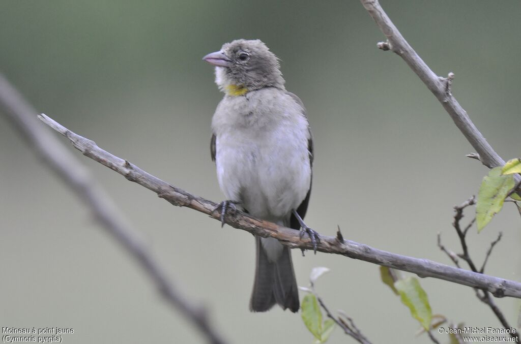 Yellow-spotted Bush Sparrow