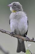 Yellow-spotted Bush Sparrow