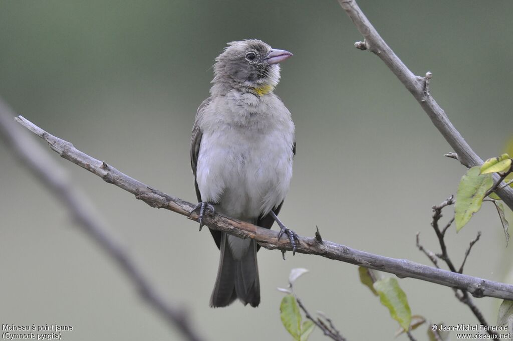 Yellow-spotted Bush Sparrow