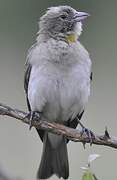 Yellow-spotted Bush Sparrow