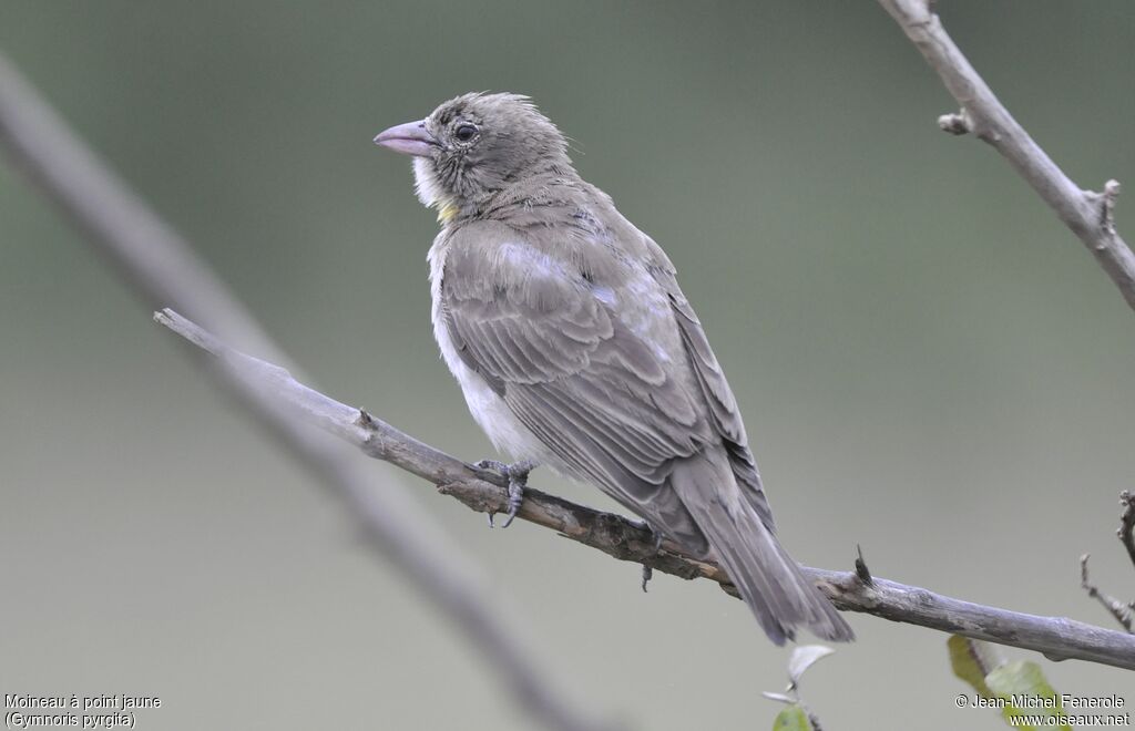 Yellow-spotted Bush Sparrow